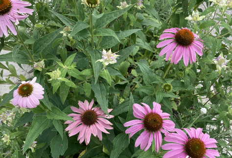 Photo showing purple echinacea and pale purple bee balm in a boulevard garden.